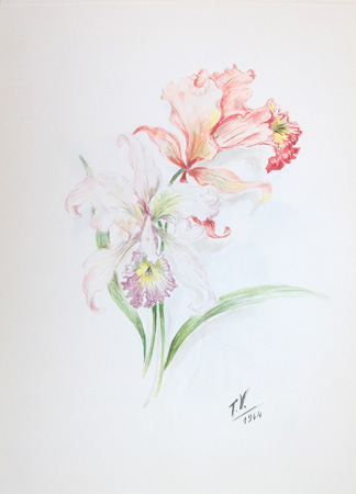 T. Valentini - Orchidea