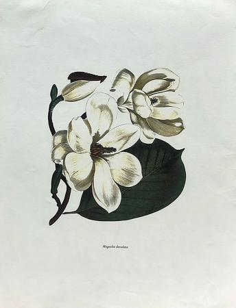 Quadro di  Anonimo Magnolia Denudata - stampa carta 