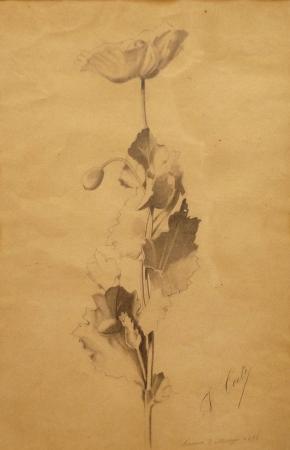 Art work by F.  Corti Fiore - lapis paper 