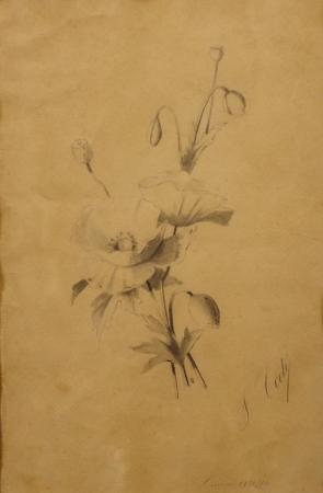 Art work by F.  Corti Fiori  - lapis paper 